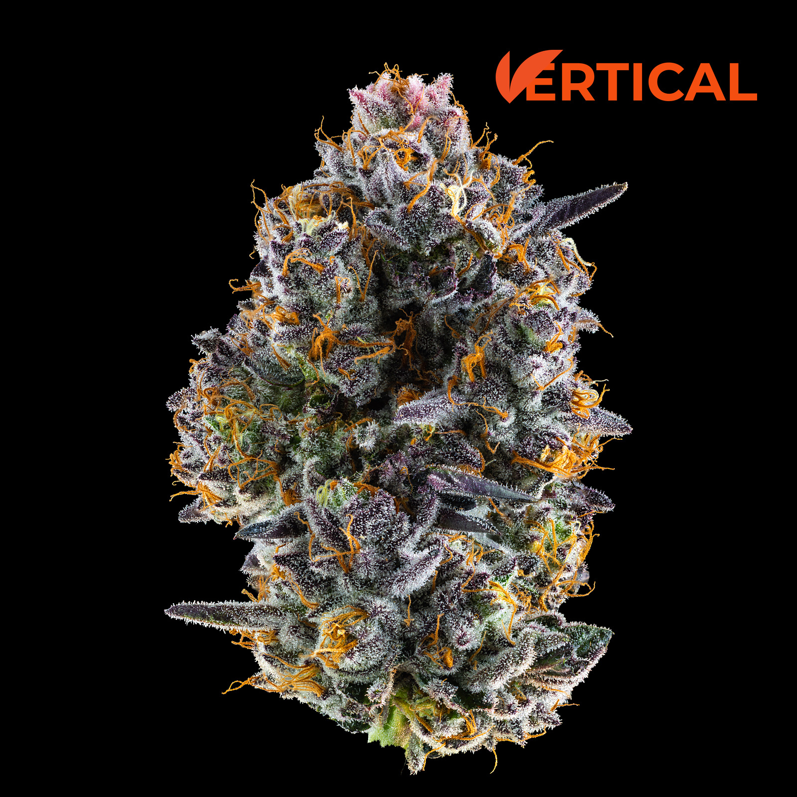 VERTICAL PRE-PACK FLOWER APPLESCOTTI (H) 14G