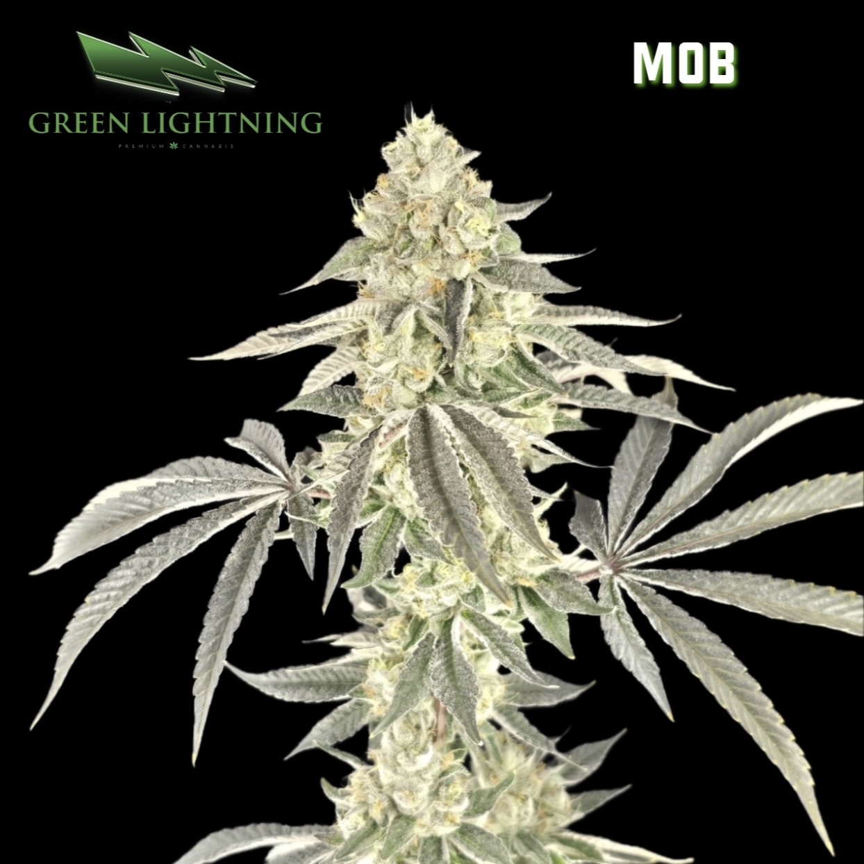 MOB (MONEY OVER BITCHES)