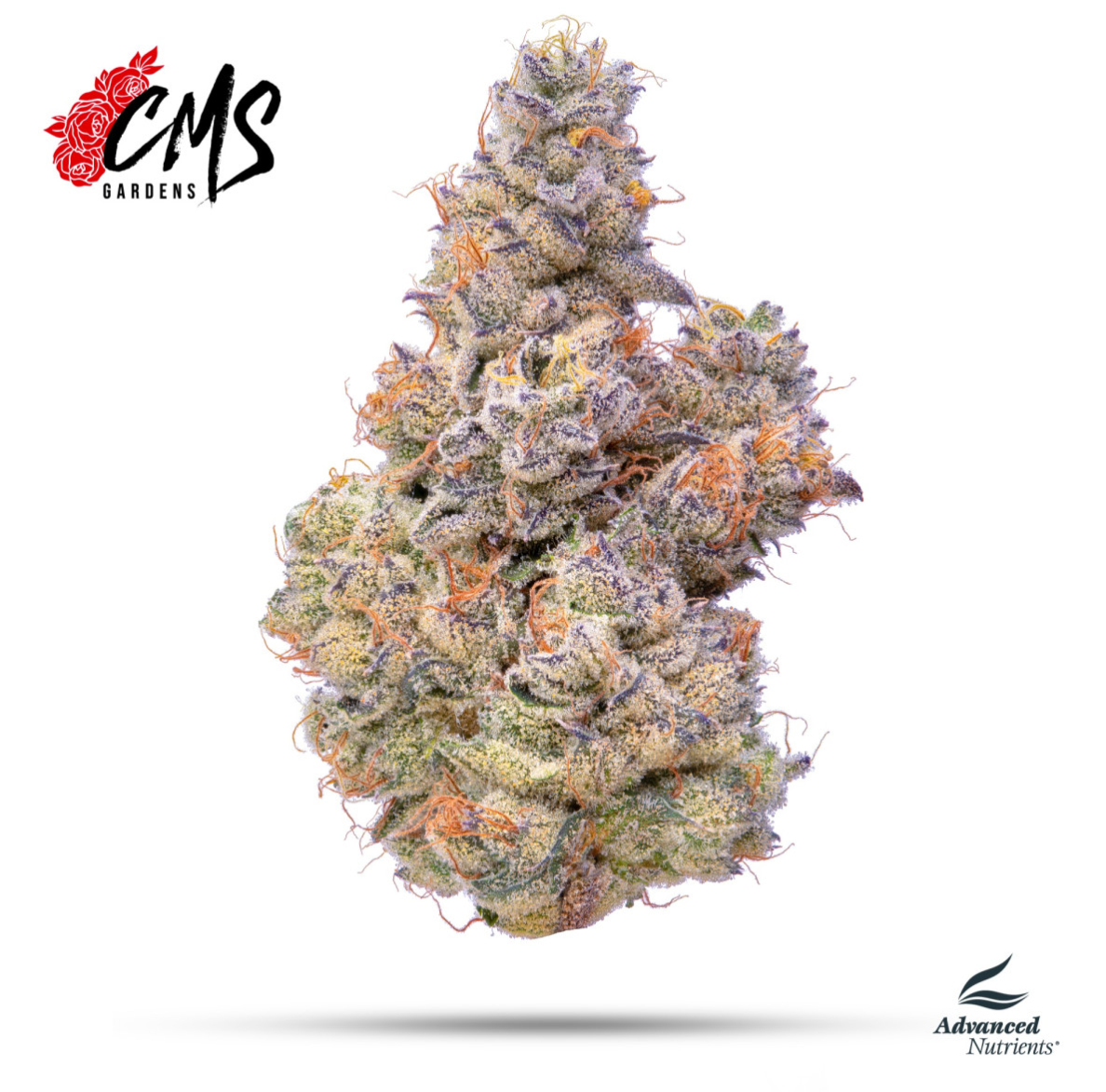 Blueberry Breath | 28g