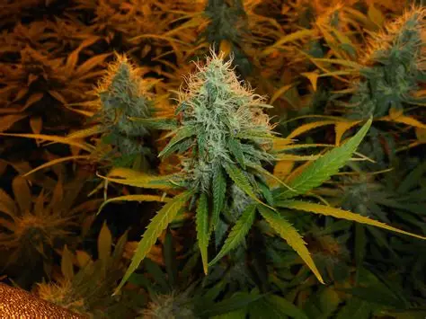 Legacy | Sex Wax | Flower | 1g