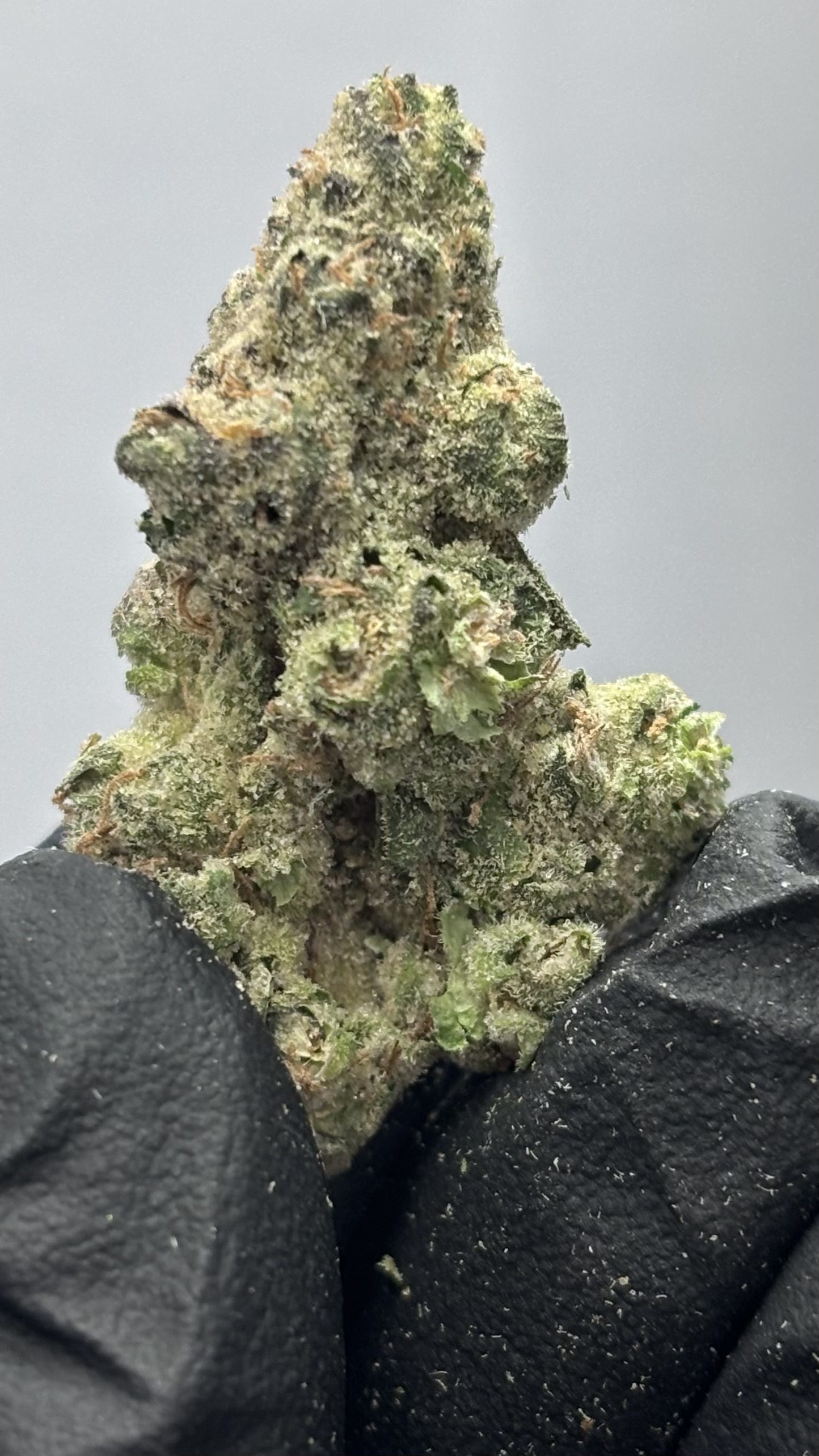 Mango Mirage