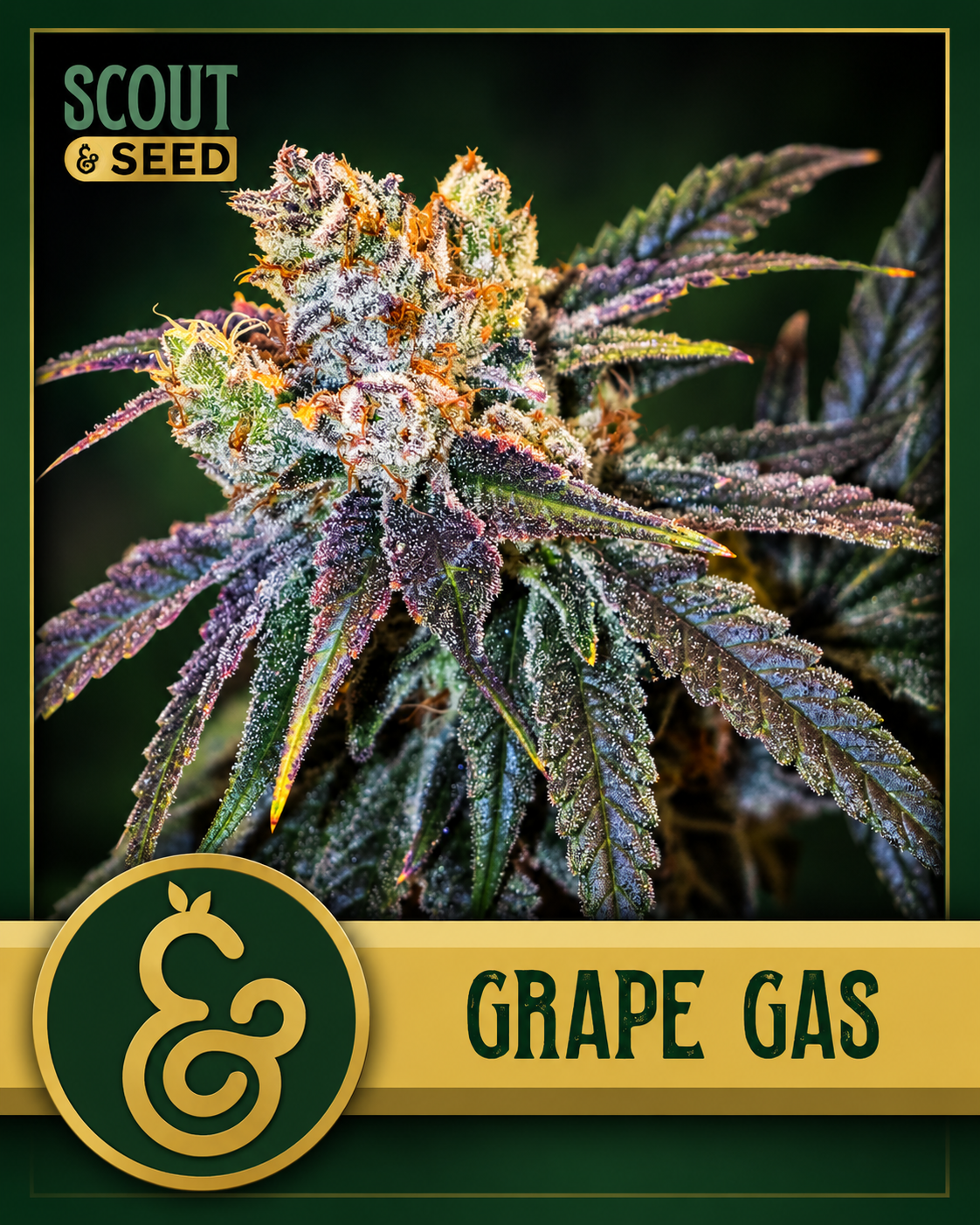 Scout & Seed Grape Gas Deli Flower