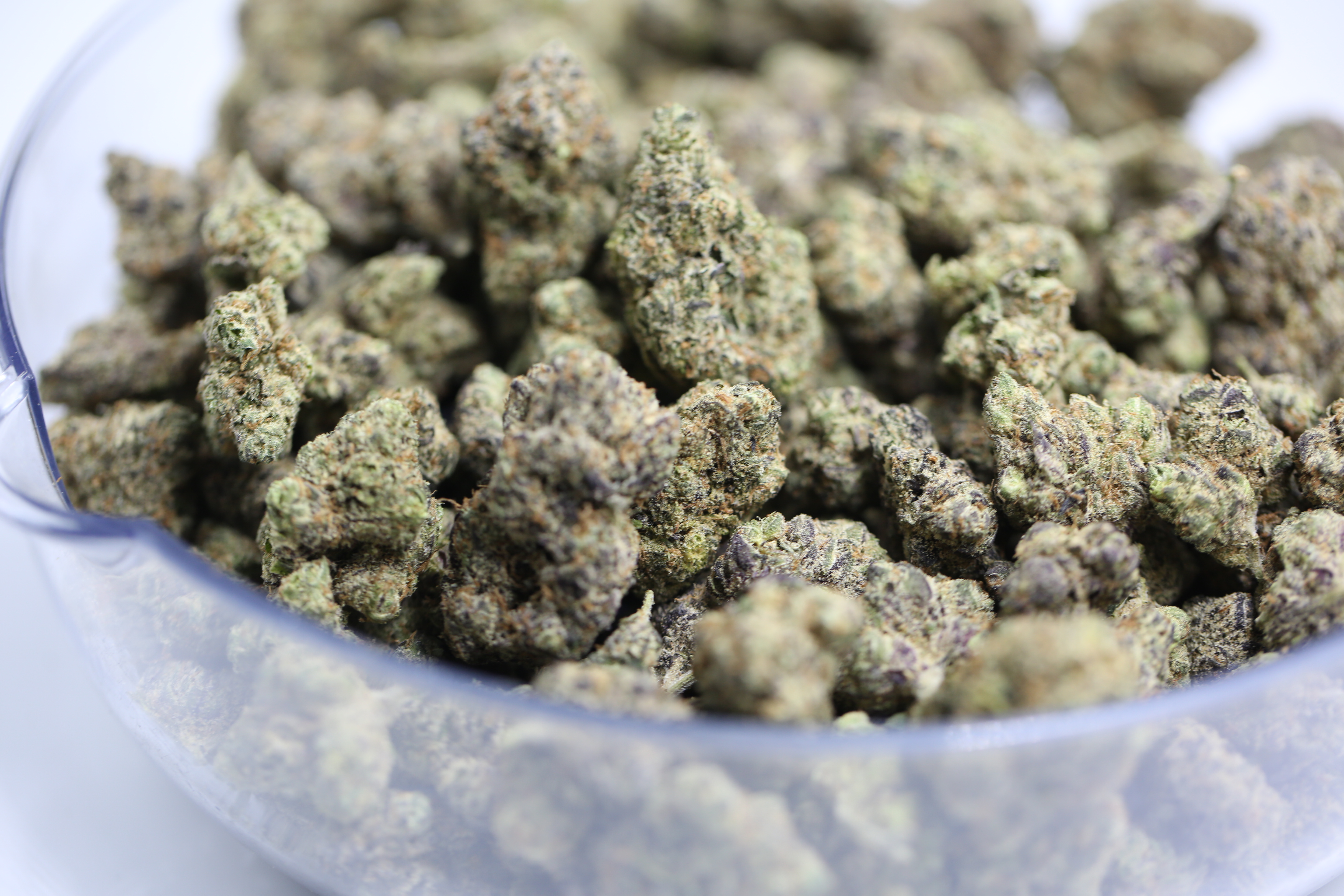 Lemon Cherry Gelato - Bulk Flower