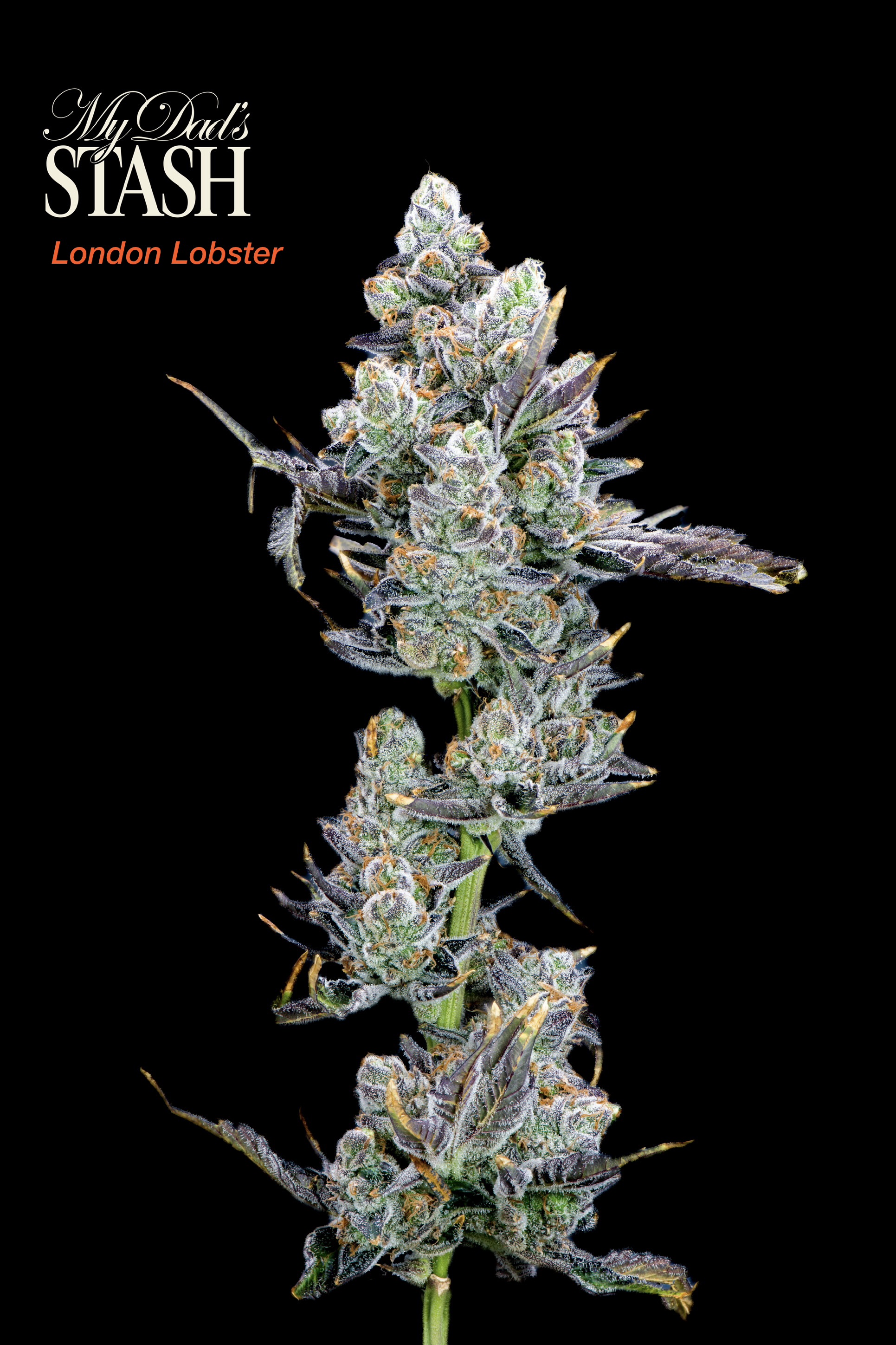 My Dad's Stash: London Lobster: