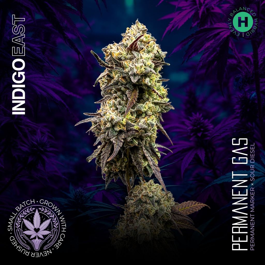 Permanent Gas | Indigo East | Flower