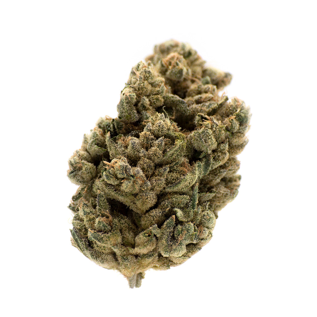 MTL  - Jungl' Cake - 14g