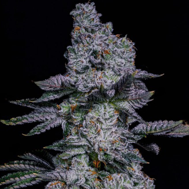 All Bliss White Runtz 1grm bulk Hybrid