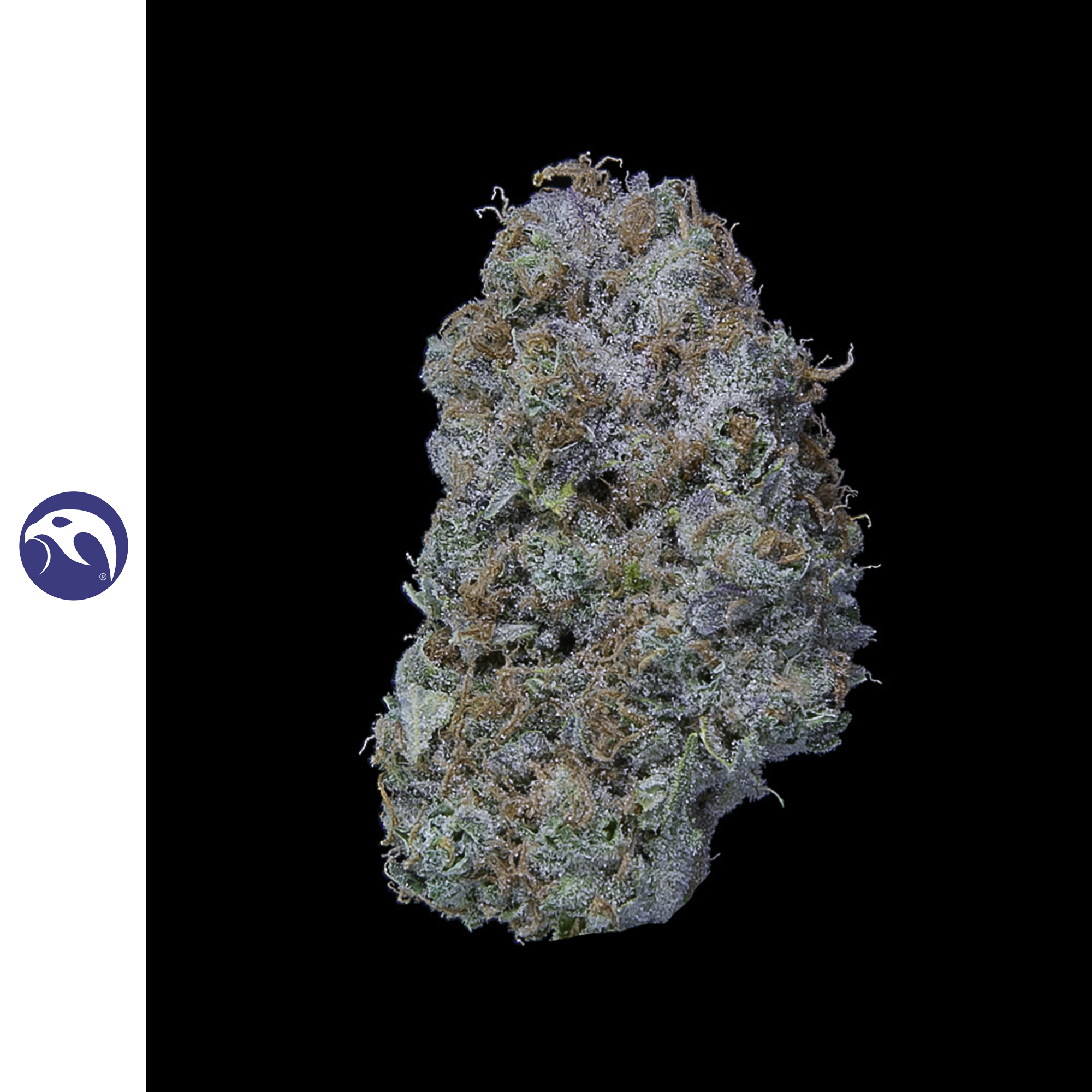 Dutch Haze (DOH)