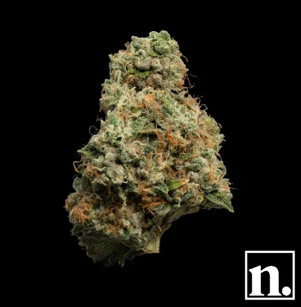 niche. | Josh D | OG Kiss 3.