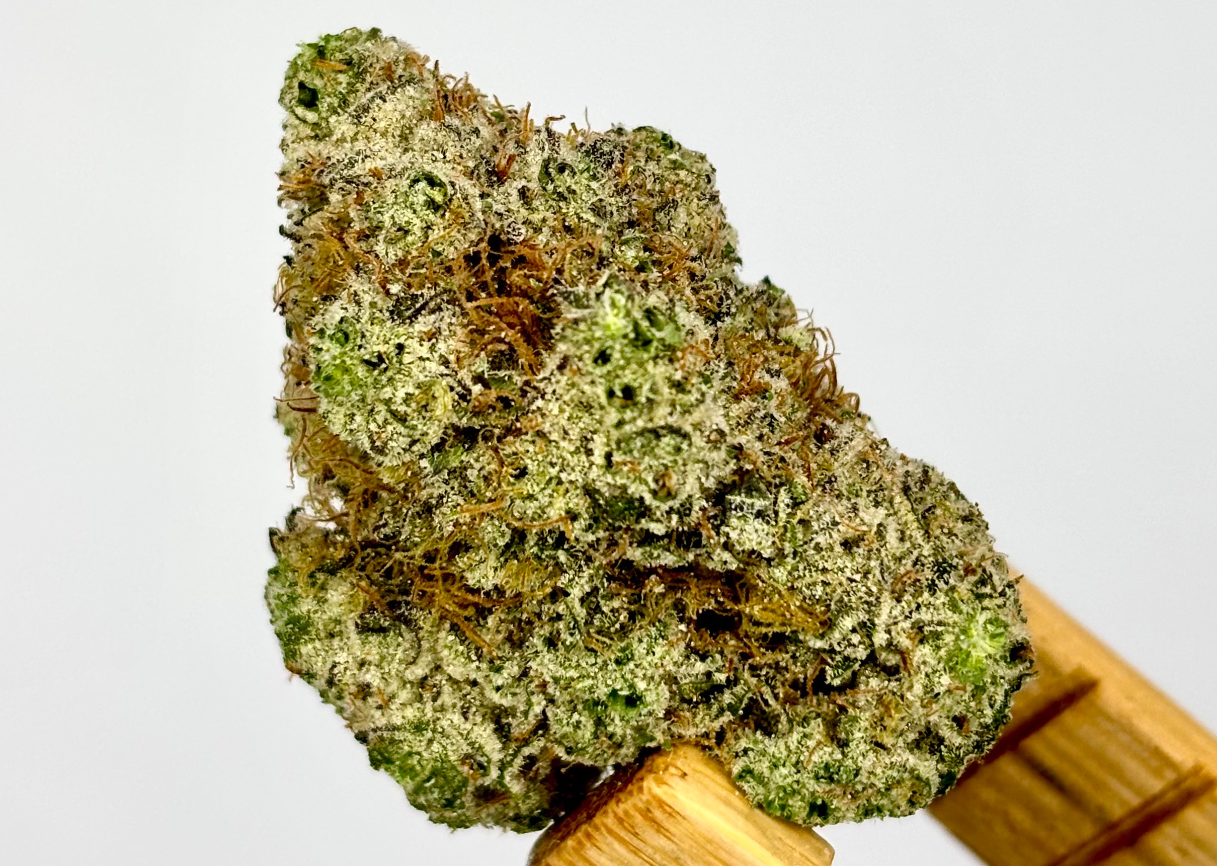 Jungle Pie Bulk Flower Yellow