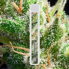 LR Berry Gelato 1g