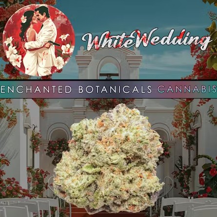 Enchanted Botanicals - White Wedding - (I)