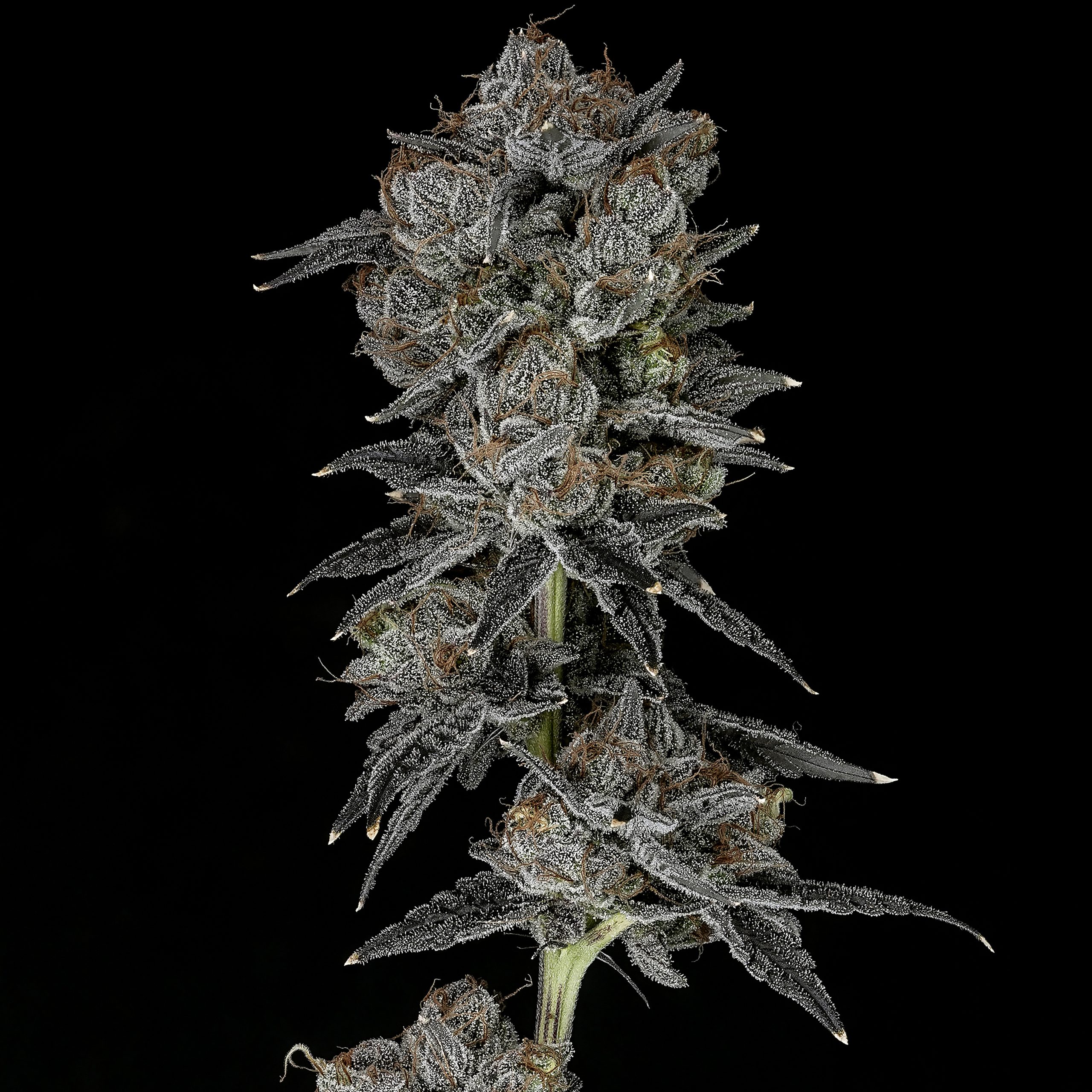 Bukbuk Bobuk | Infused Preroll 3PK