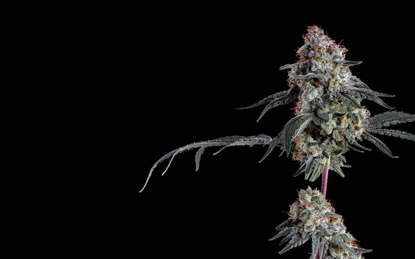 White Wedding | 3.5g product photo