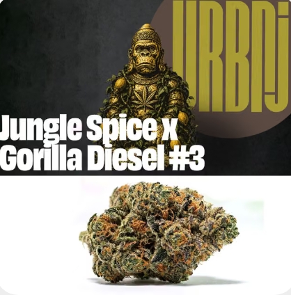 URBNJ - Jungle Spice x Gorilla Diesel #3 - 7g - Flower
