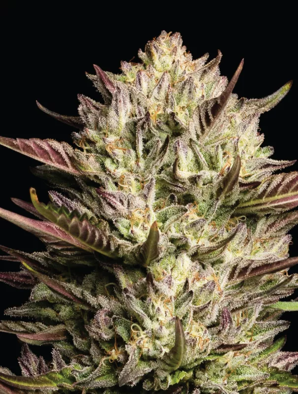 California Octane 5pk (Hybrid)