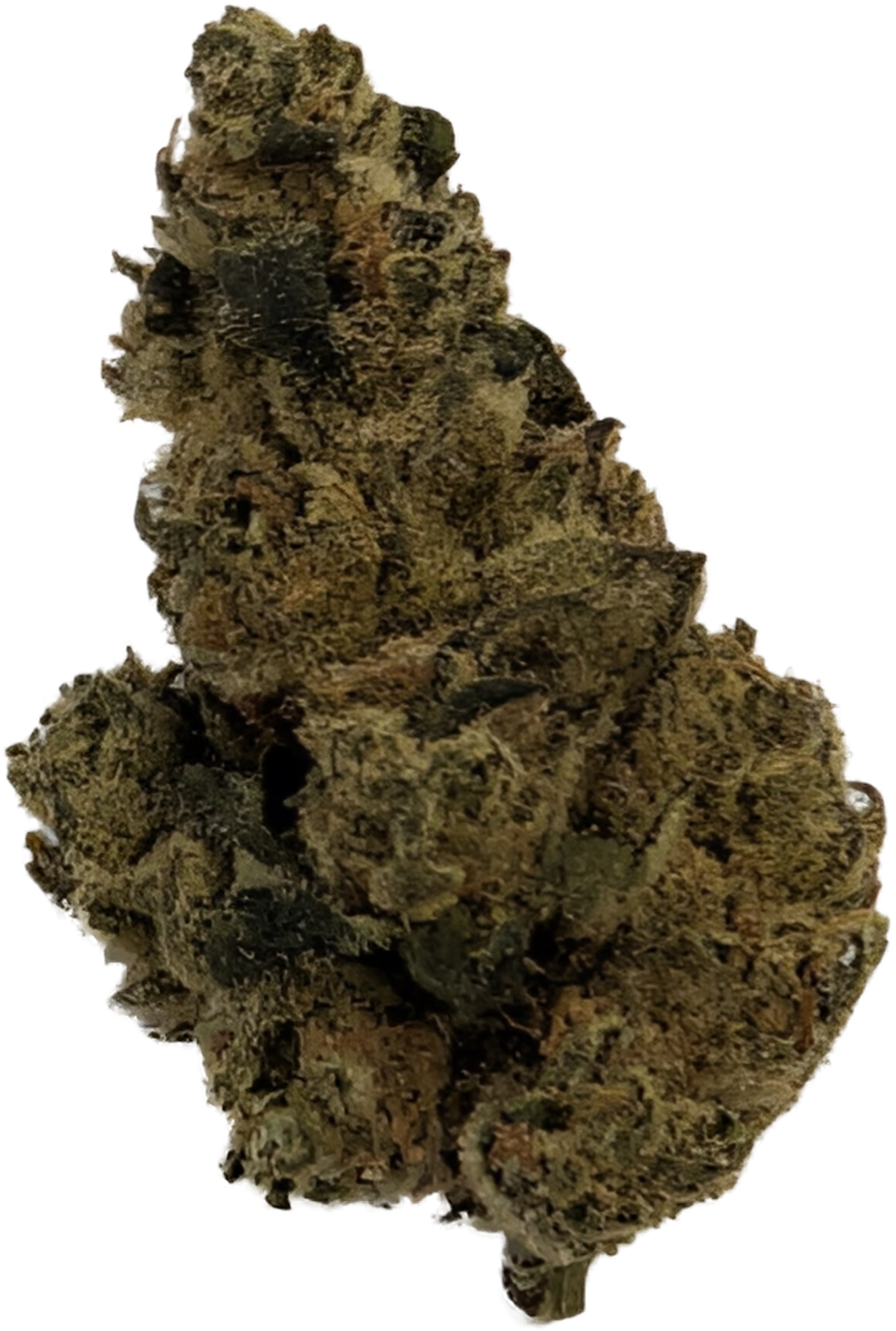 Fritter Runtz (H)