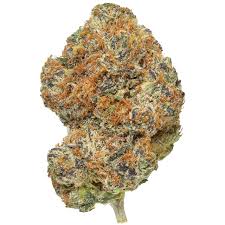 Flower | Cadillac Rainbow | Wise Guys