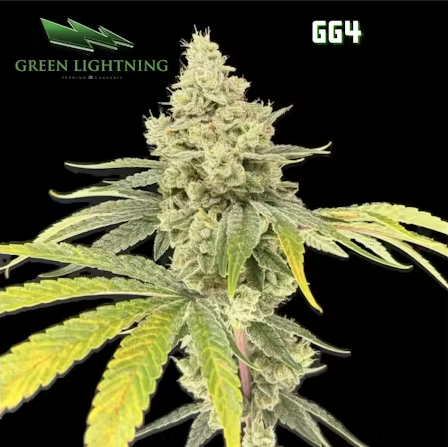 GG4 | Green Lightning | 3. Flower
