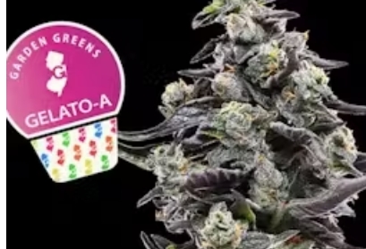 Gelato A |
