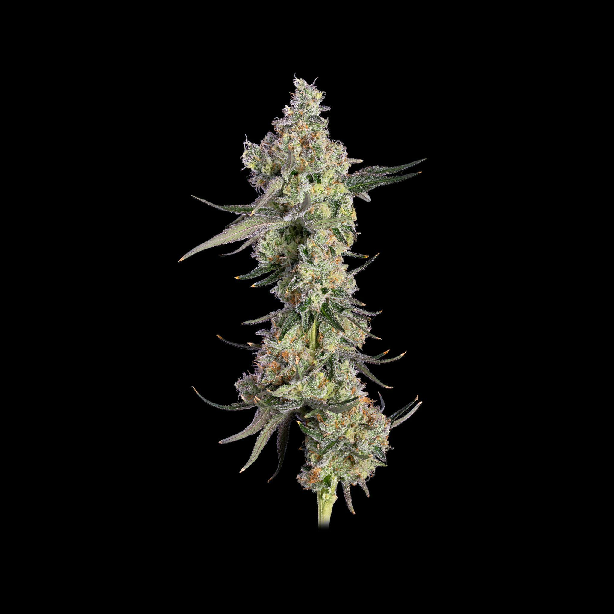 Lemon Smuggler (H) 3.5g