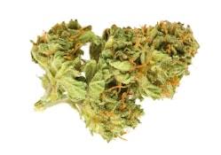 Blueberry Donuts Flower - Indica