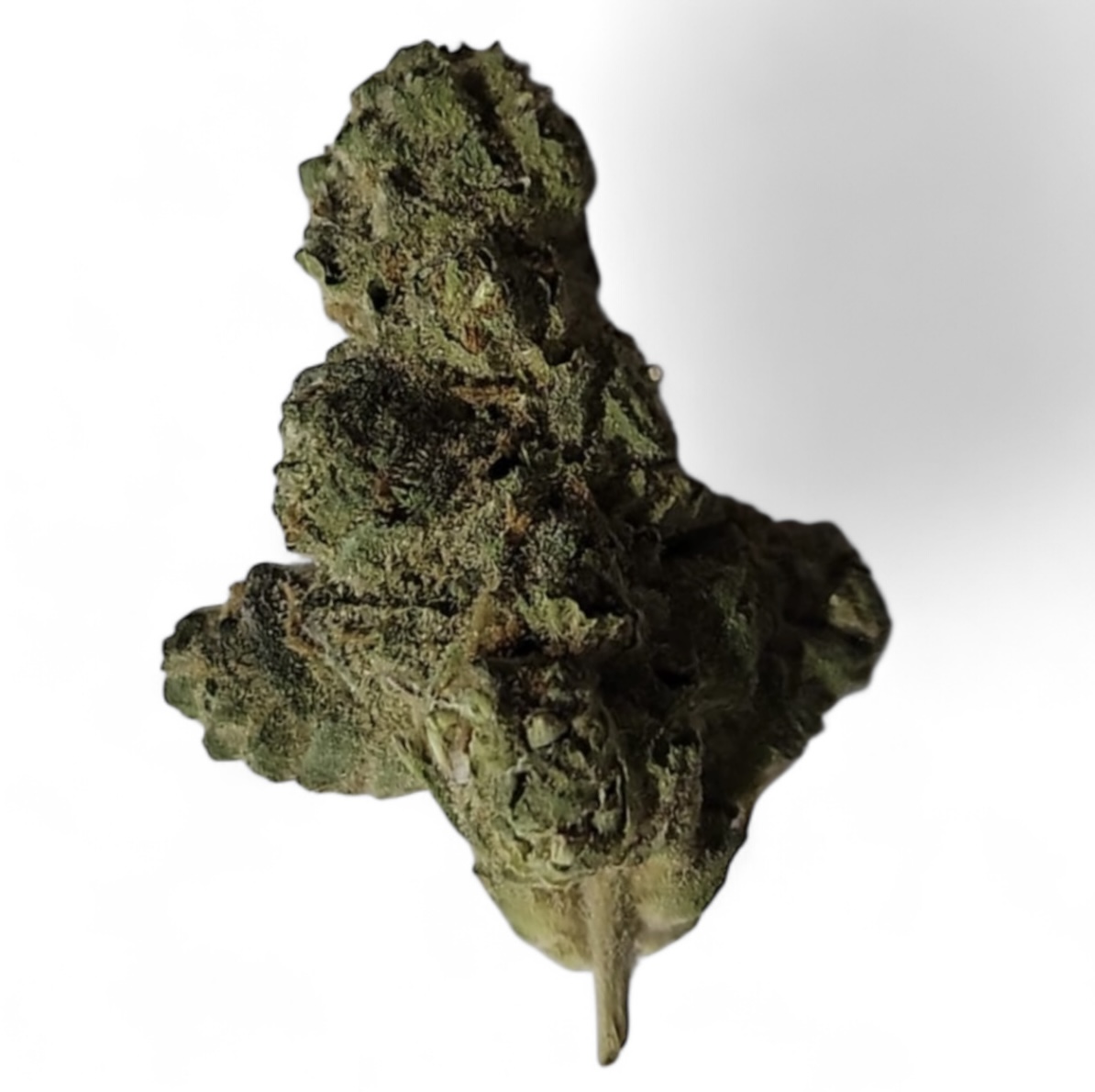 Wolverine Buckeye: Donkey Butter (I)