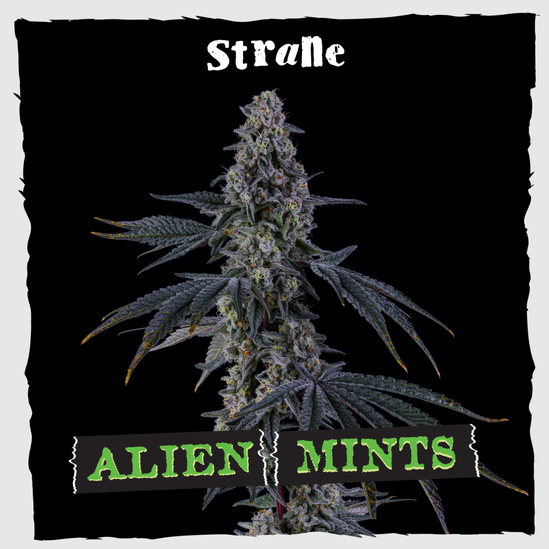 Alien Mintz | 3.5g