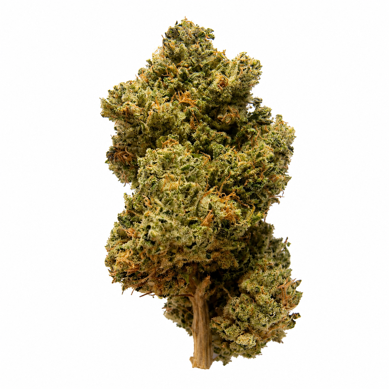 November Rain - MIDNIGHT KRUNTZ - Hybrid