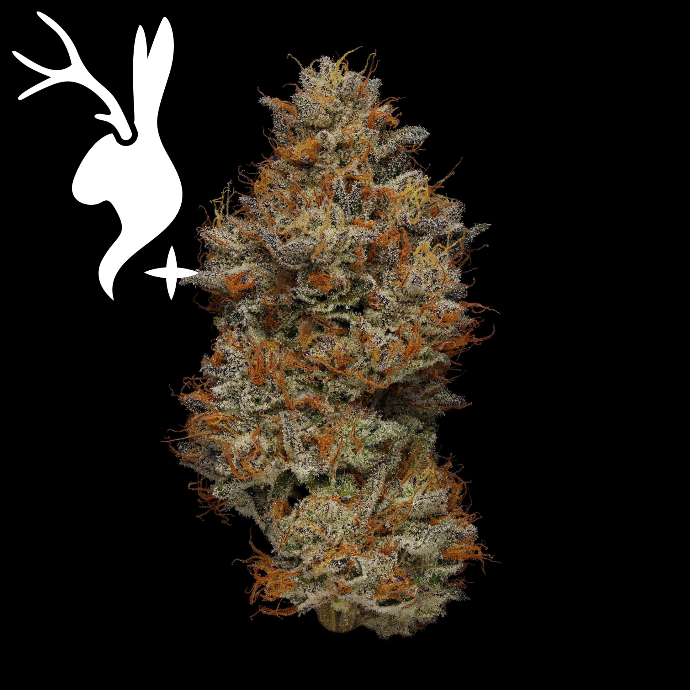Emergency #9