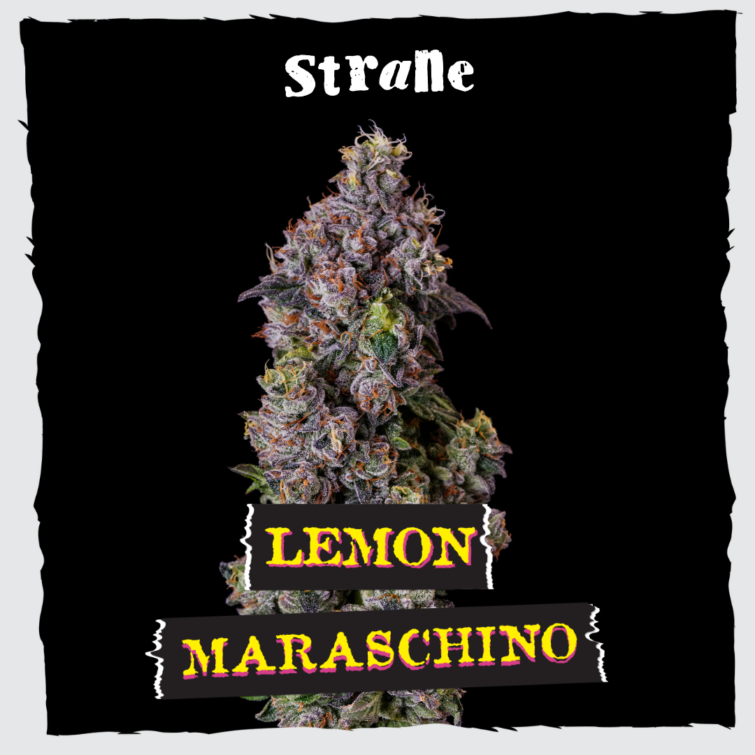Lemon Maraschino