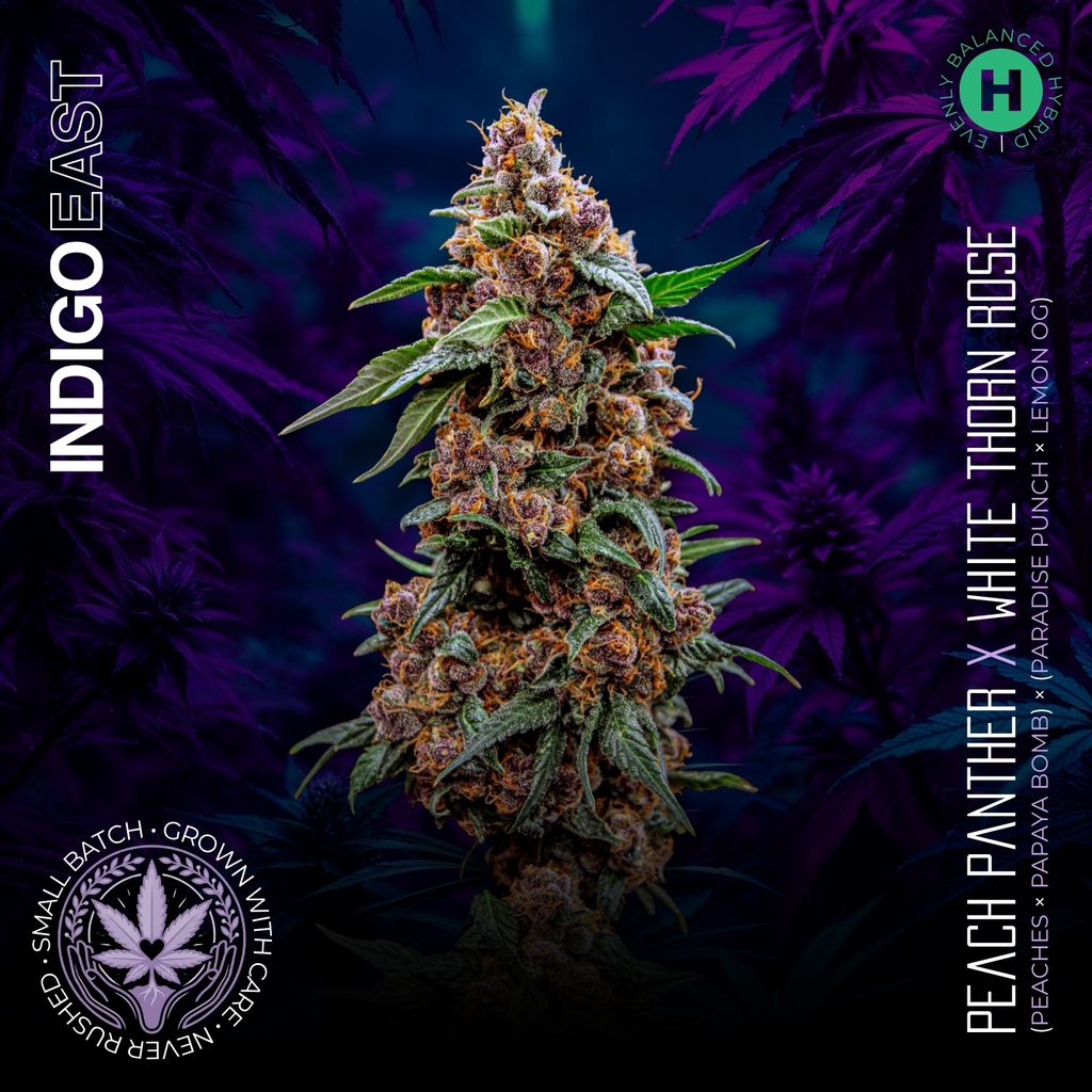 Peach Panther x Whitehorn Rose | Indigo East | Flower