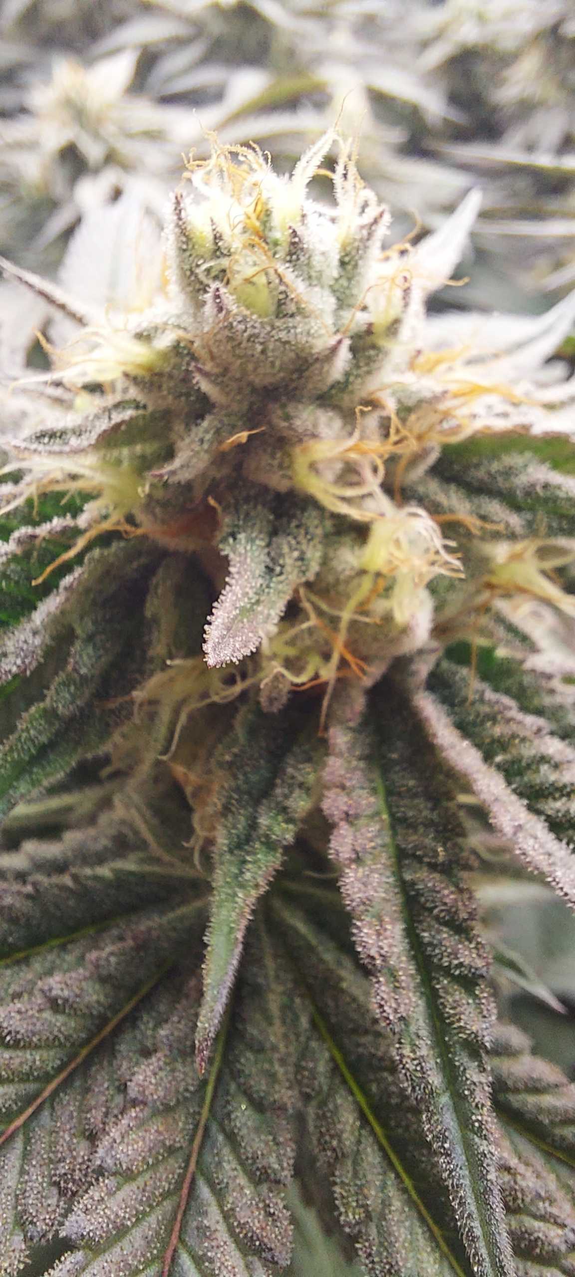 Air Force One 3.5g
