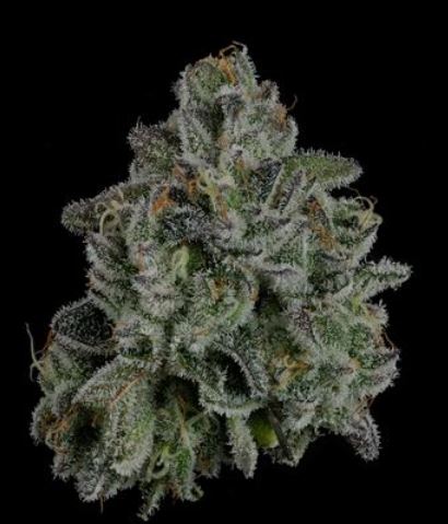 Whoopie Pie | 3.5g