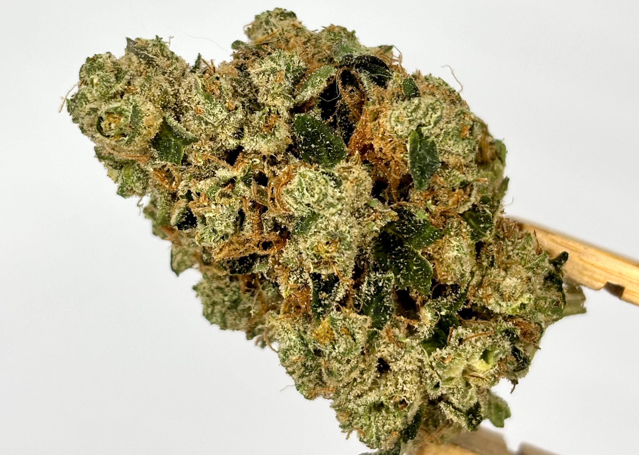 Scott's Cake | Bulk Flower | Yellow Tier