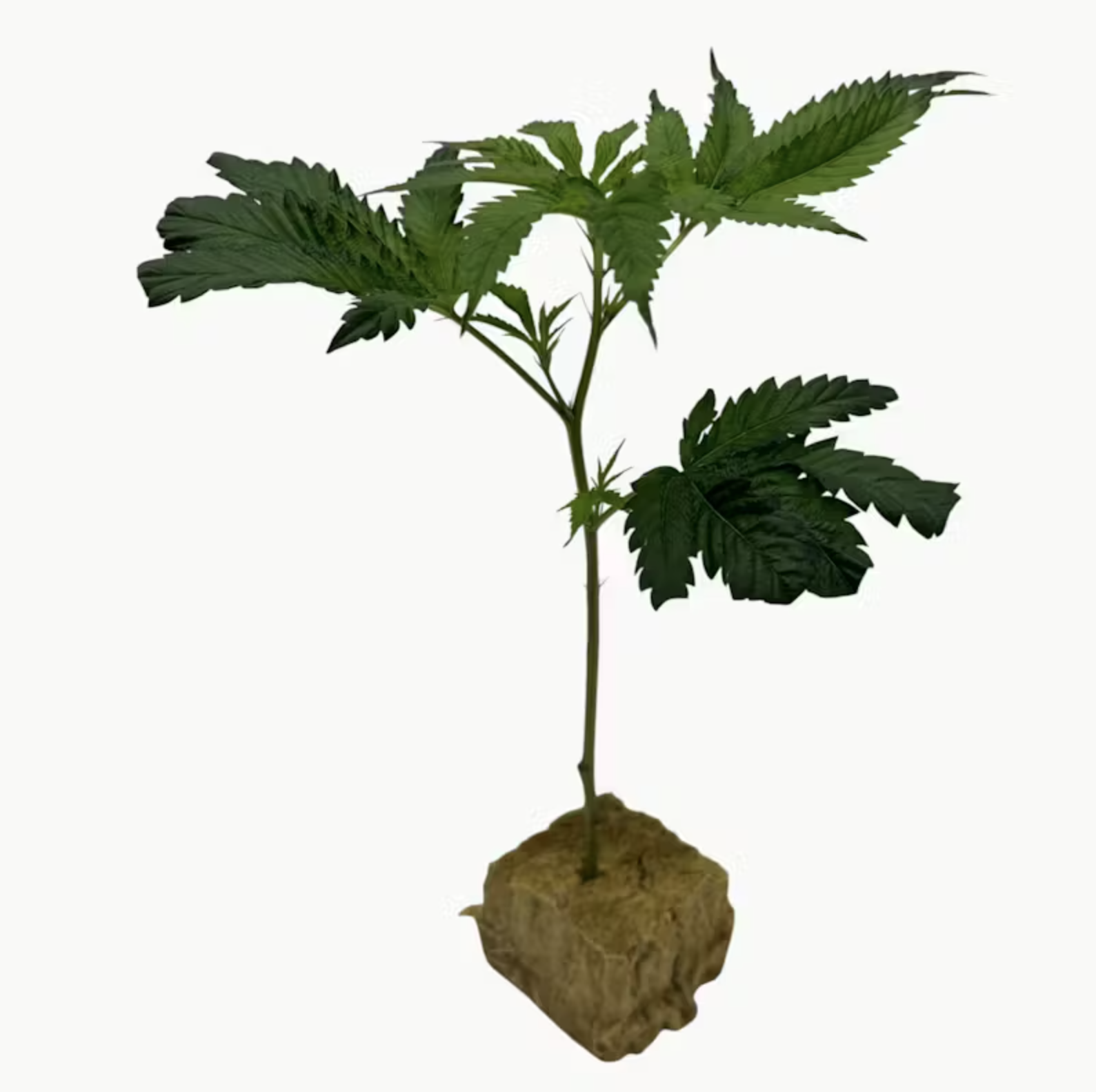 Prime cuts nursery- Tree Flip CLONE