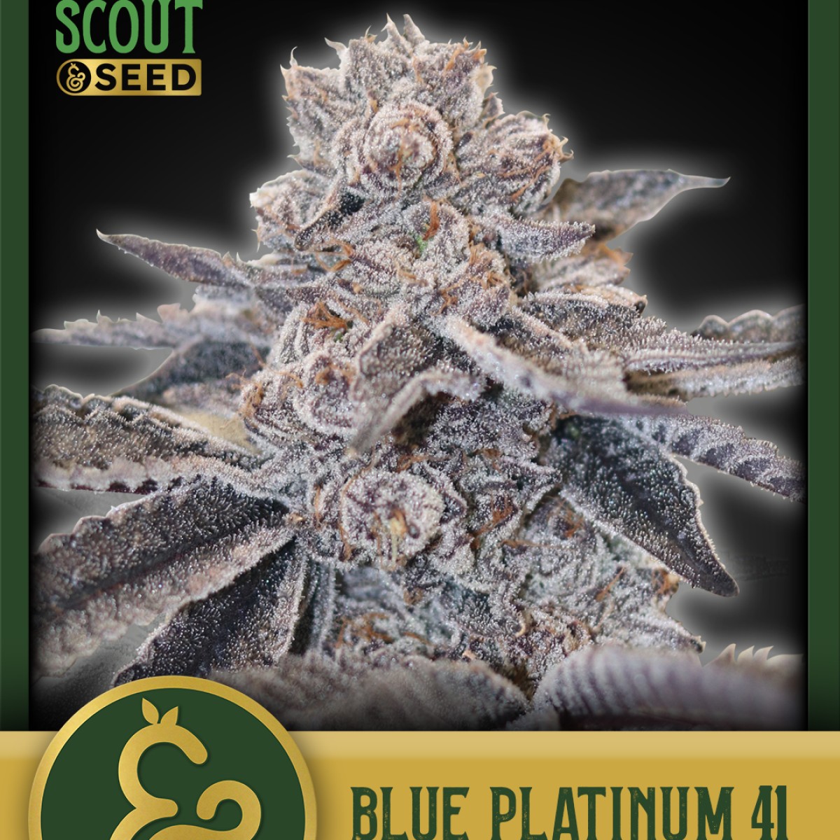 PRE-PACK FLOWER BLUE PLATINUM 41 (H) 3.5G