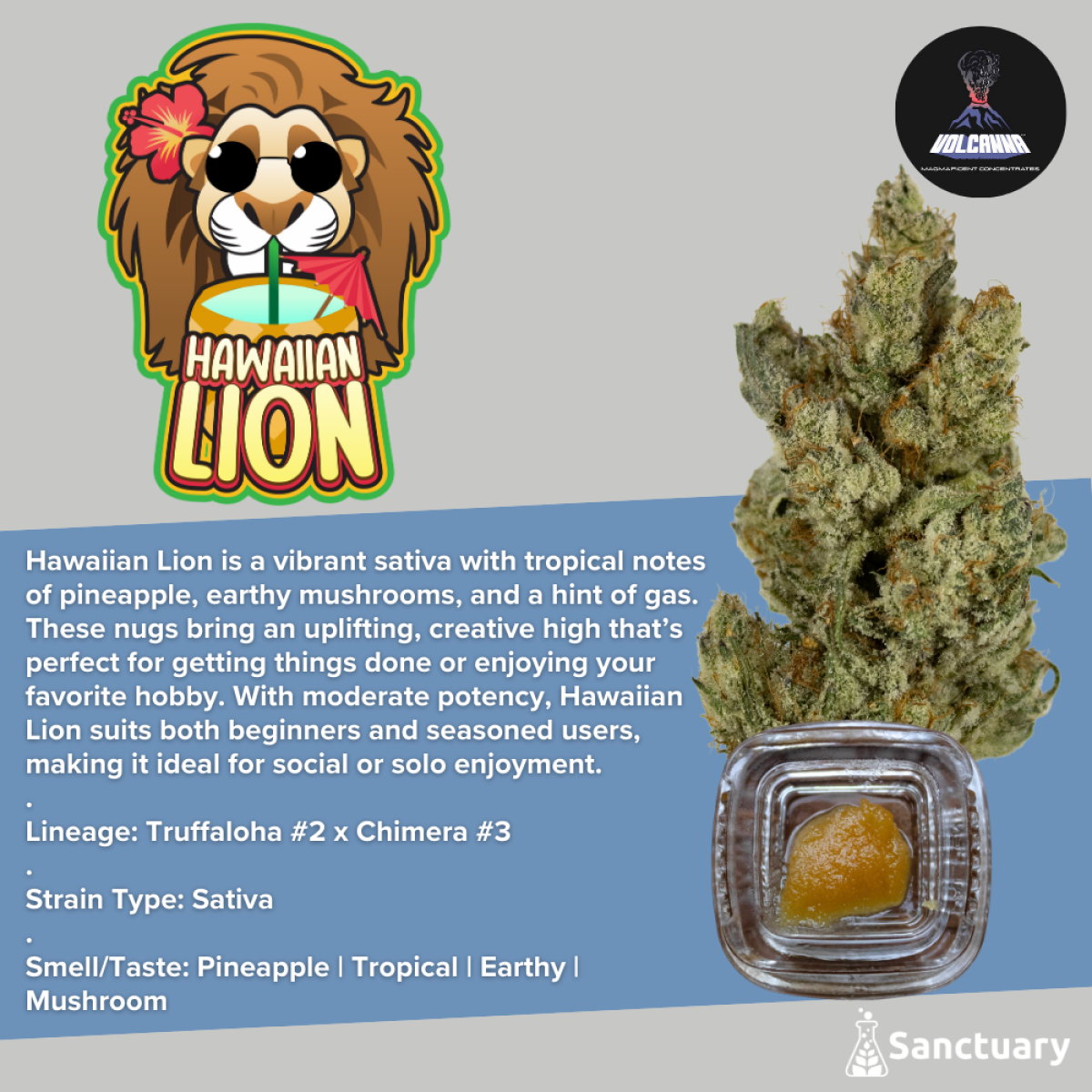 Hawaiian Lion Baller