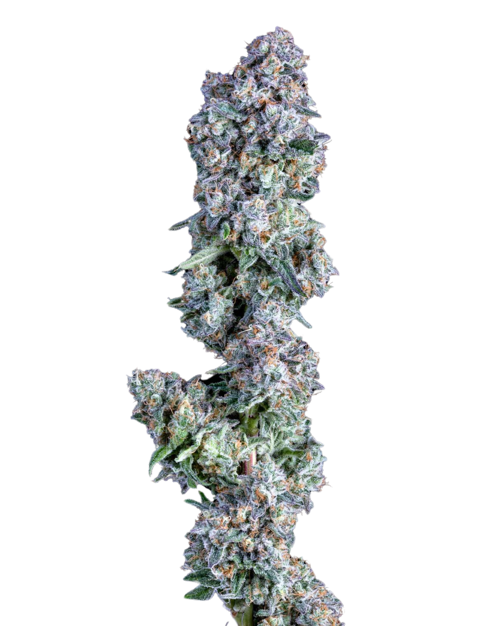 Chadberry Buds