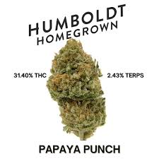 Humboldt Homegrown - Flower: Papaya Punch