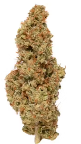 Supa Durban