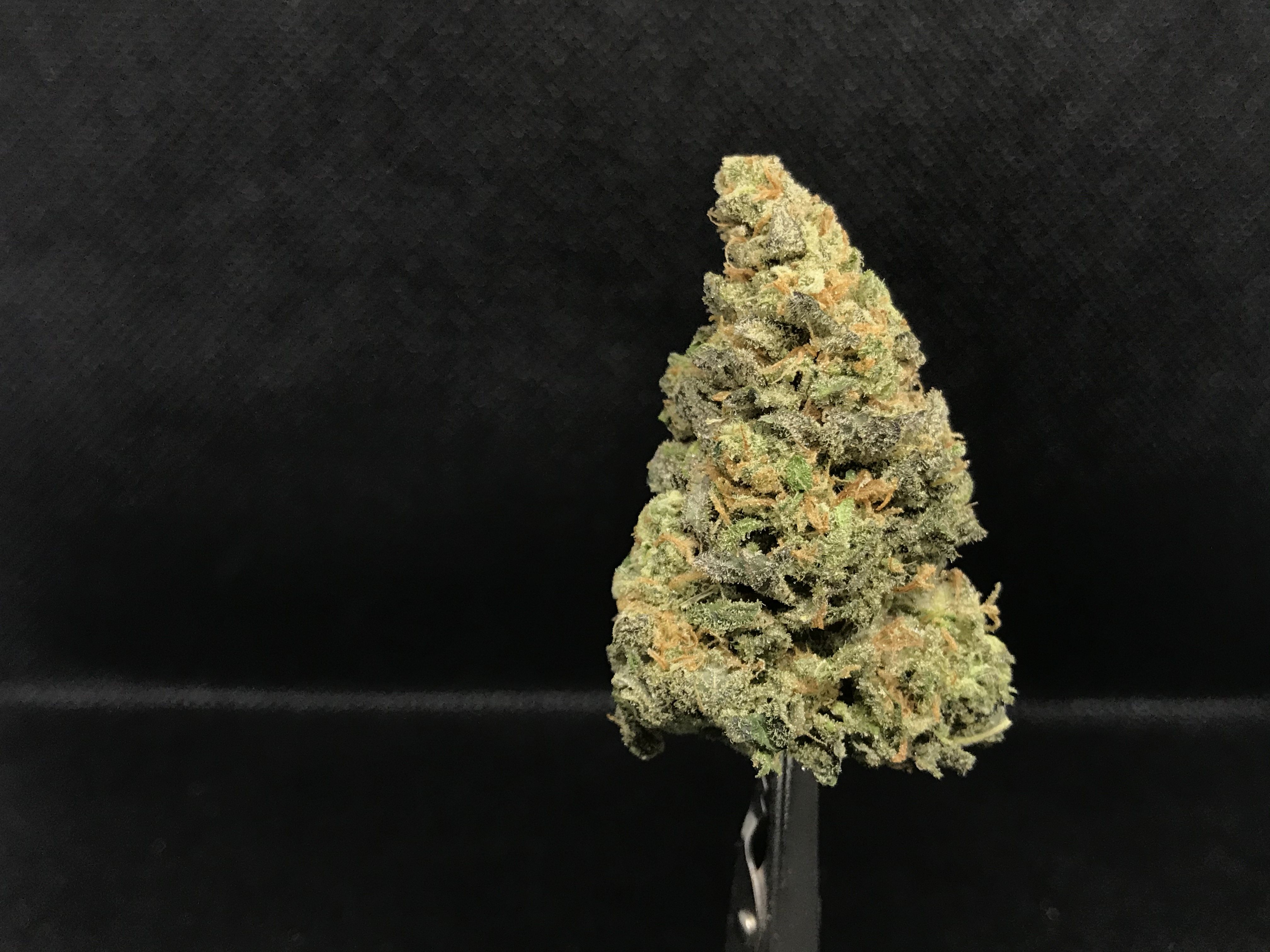 Chocolate Marshmellow Bud