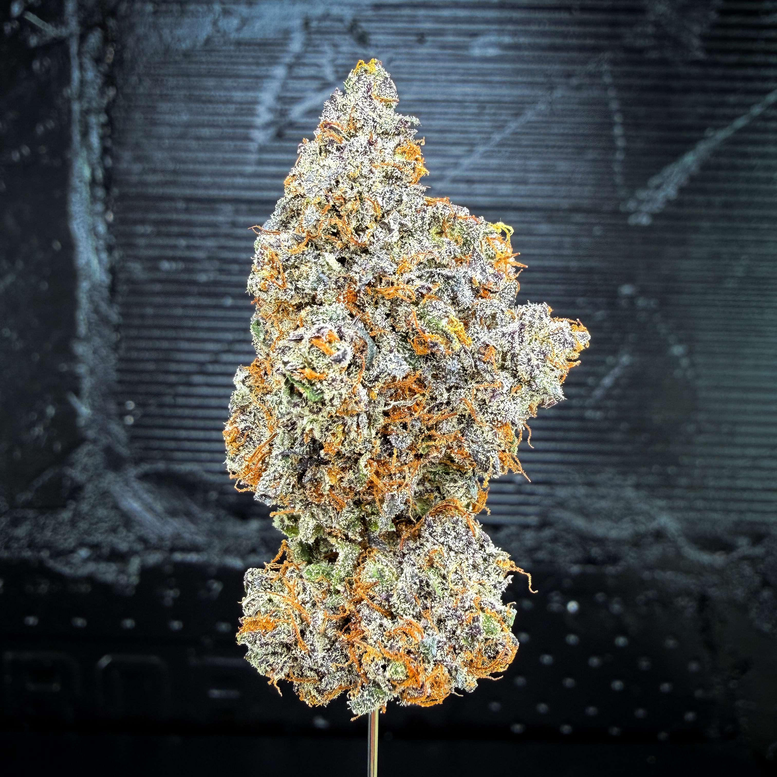 Blueberry Biscotti