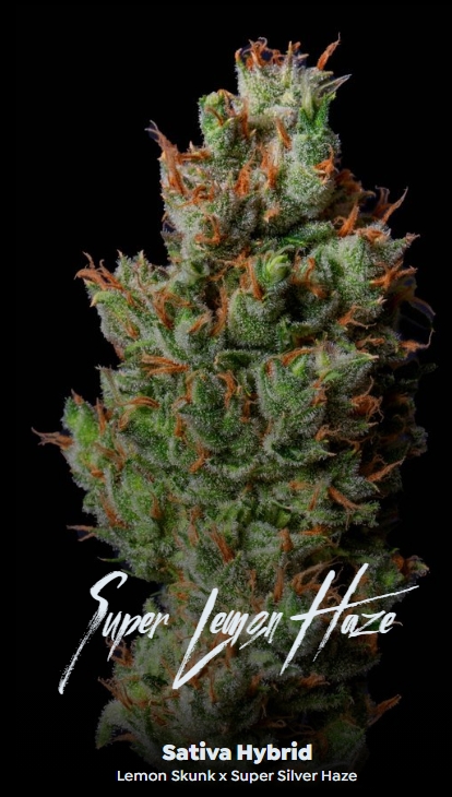 Alt Sol Super Lemon Hz