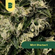 The Botanist Mint Sherbert | 14g Flower