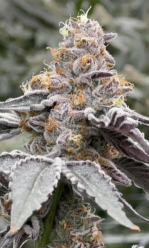 The Keeper |  Buds |