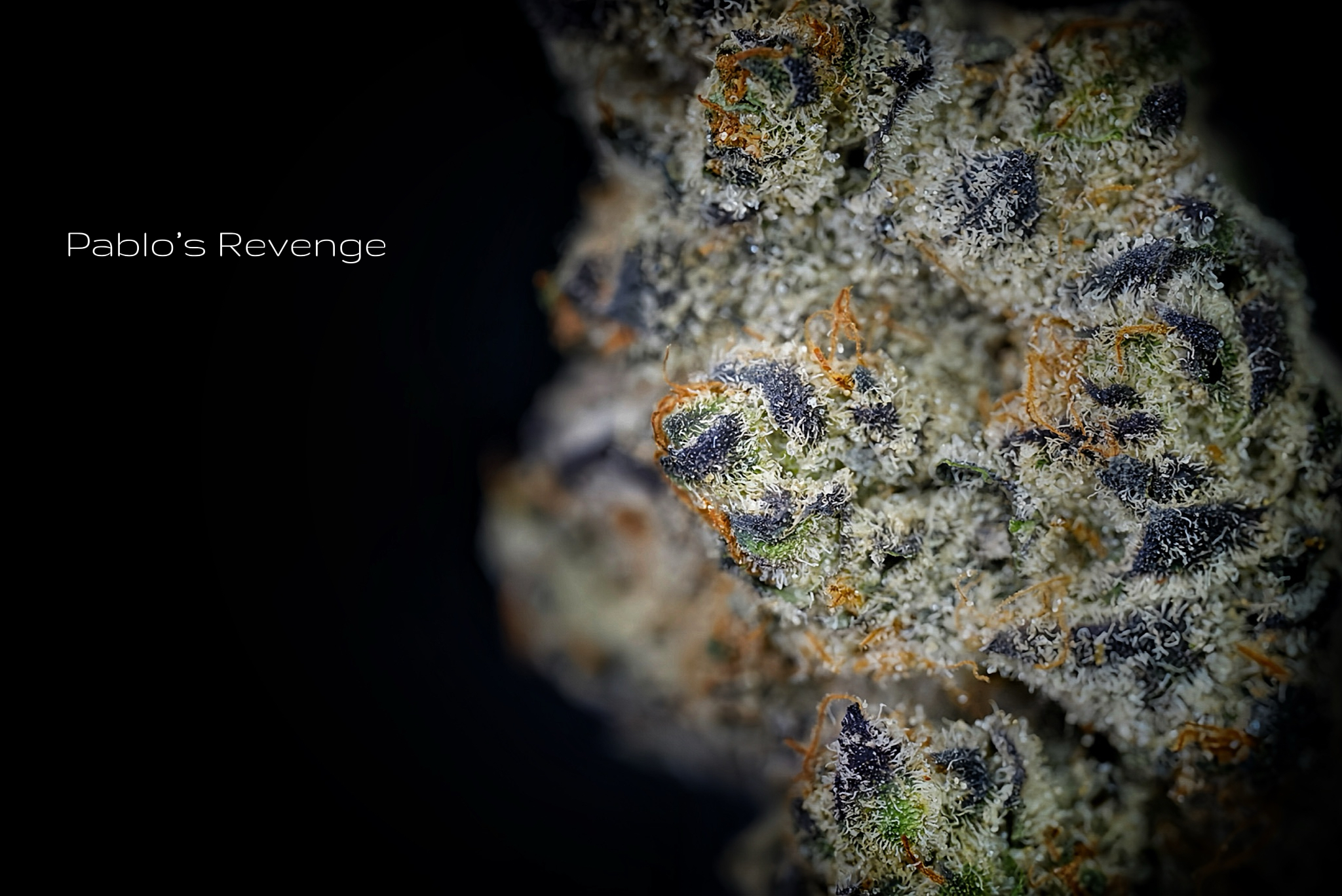 Pablo's Revenge Popcorn