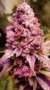 Littles | Tropicana Cherry |