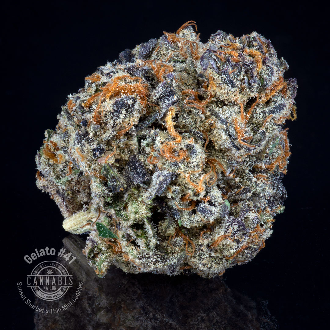 Gelato 41