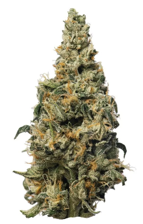 GMO Rootbeer | Premium Flower | 3.